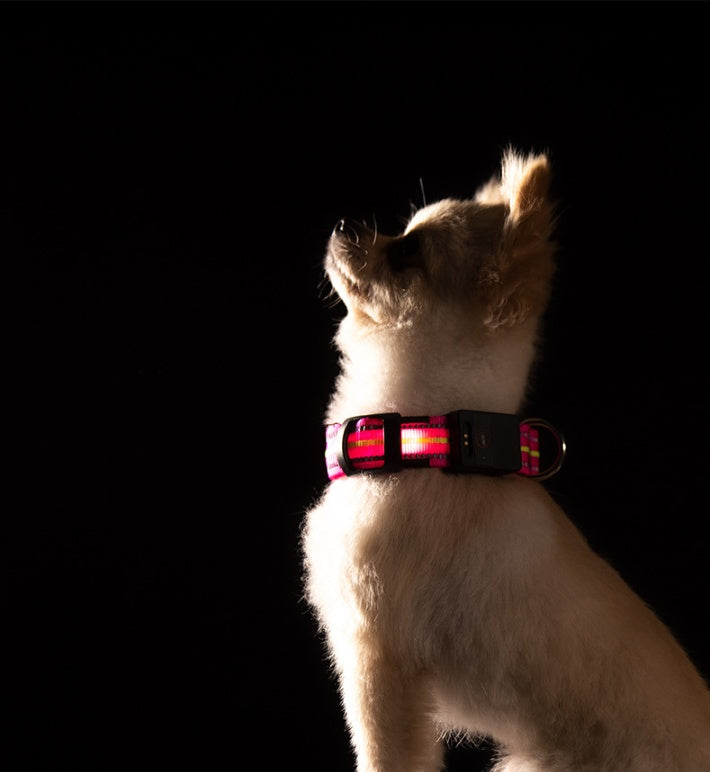 Brilliant Fiber Optic Pet Collar - Woofcuties