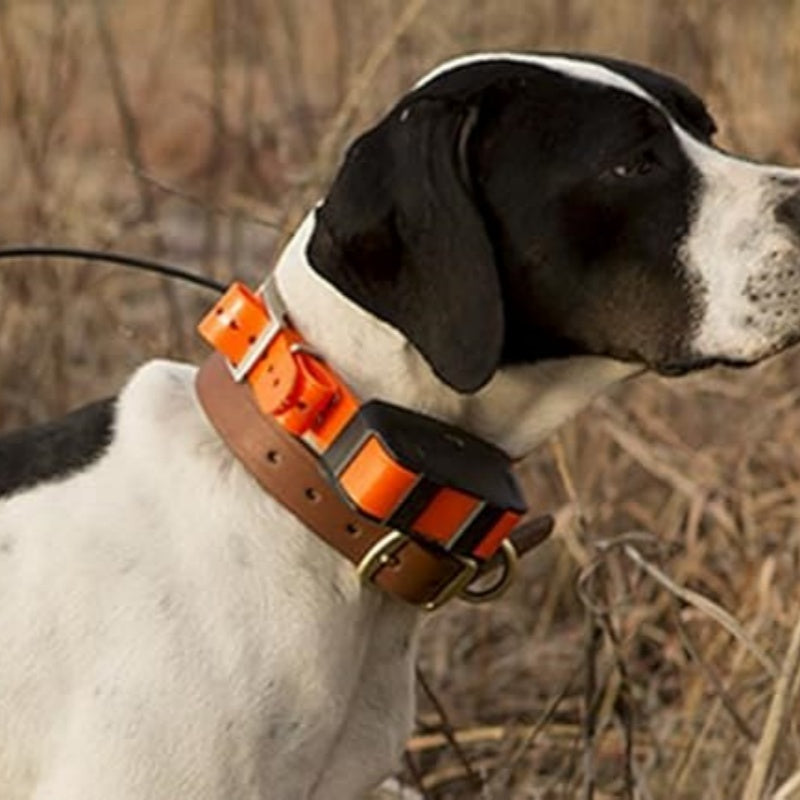 Dog Collar
