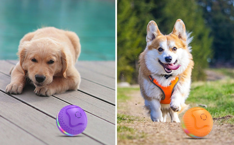 Interactive Dog Toys Ball - Woofcuties