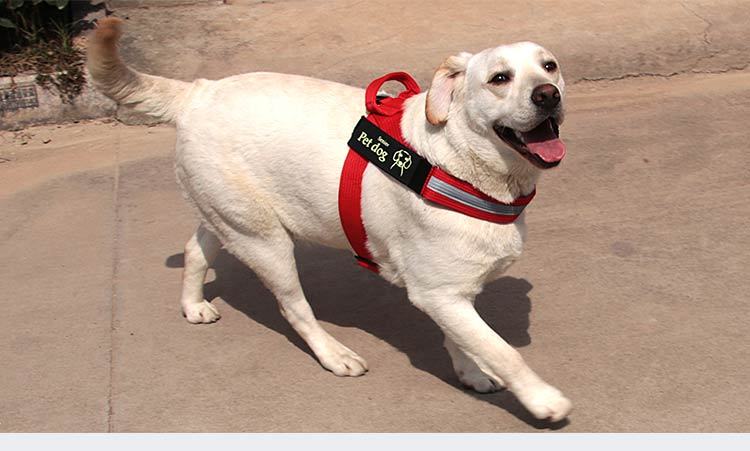 WoofCuties Regal Chain Vest Leash - Woofcuties