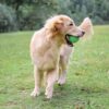 Buy best Squeaky Dog Ball on woofcuites.com